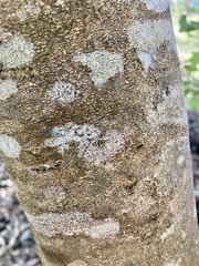 Chorilaena quercifolia