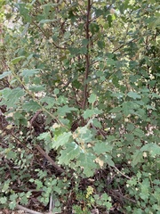 Chorilaena quercifolia