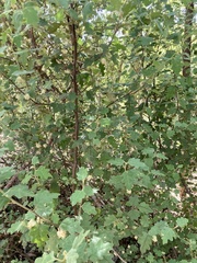 Chorilaena quercifolia