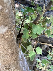 Chorilaena quercifolia