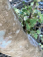 Chorilaena quercifolia