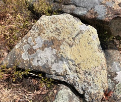 Lecanora polytropa