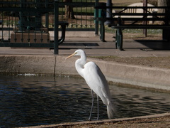 Ardea alba