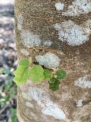 Chorilaena quercifolia