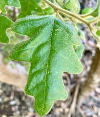 Chorilaena quercifolia