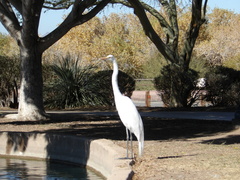 Ardea alba