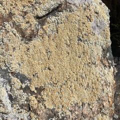 Lecanora polytropa