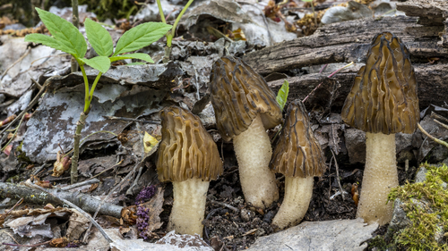 Semifree Morel