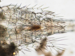Megacyclops viridis