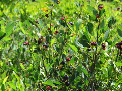 Amelanchier nantucketensis