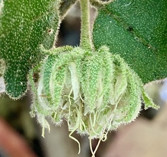 Chorilaena quercifolia