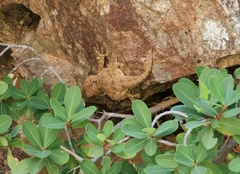 Pachydactylus kladaroderma