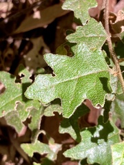 Chorilaena quercifolia