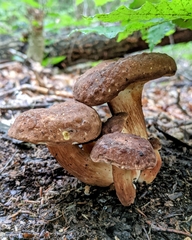 Xanthoconium affine reticulatum