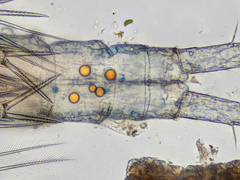 Megacyclops viridis