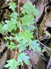 Chorilaena quercifolia