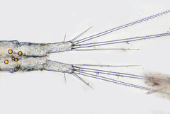 Megacyclops viridis