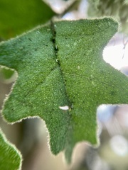 Chorilaena quercifolia