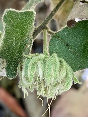 Chorilaena quercifolia