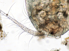 Megacyclops viridis
