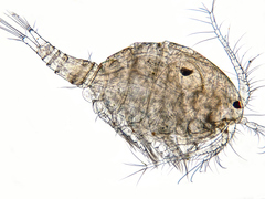 Megacyclops viridis