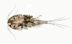 Megacyclops viridis