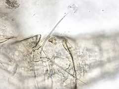 Megacyclops viridis