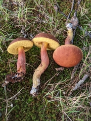 Hemileccinum rubropunctum