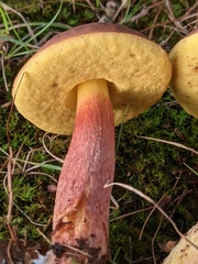 Hemileccinum rubropunctum