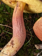 Hemileccinum rubropunctum