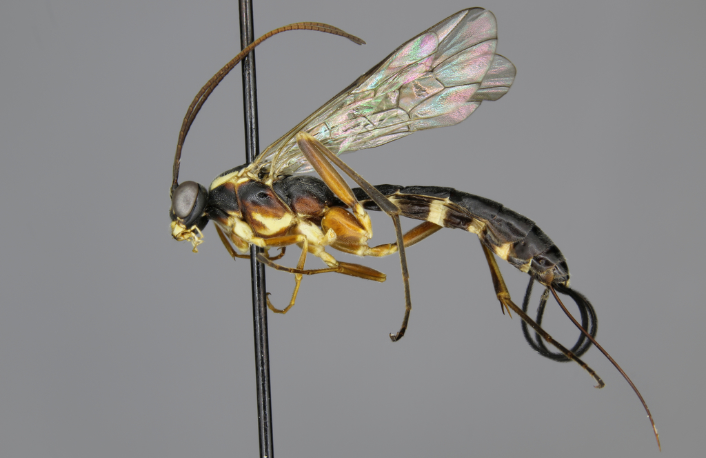 Lissonota scutellaris