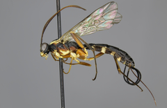 Lissonota scutellaris