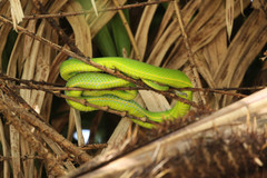 Trimeresurus vogeli