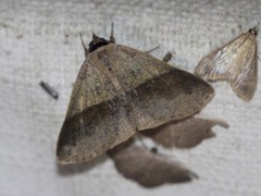 Ophyx eurrhoa