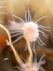 Ectopleura crocea
