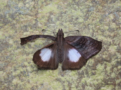 Theagenes albiplaga