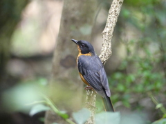 Cossypha dichroa mimica