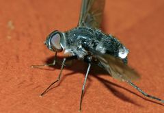 Anthrax aterrimus