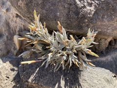 Tillandsia virescens