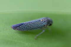 Macugonalia cavifrons