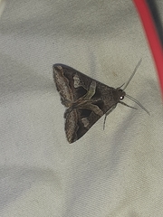 Melipotis florida