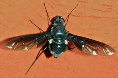 Anthrax aterrimus