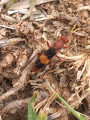 Trogomorpha arrogans