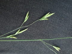 Lolium pratense