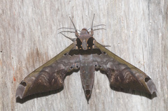 Adhemarius sexoculata