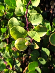 Capparis spinosa