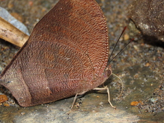 Fountainea nessus