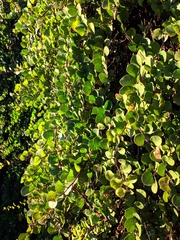 Capparis spinosa