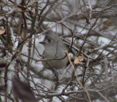 Baeolophus bicolor × atricristatus