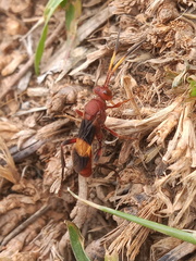 Trogomorpha arrogans